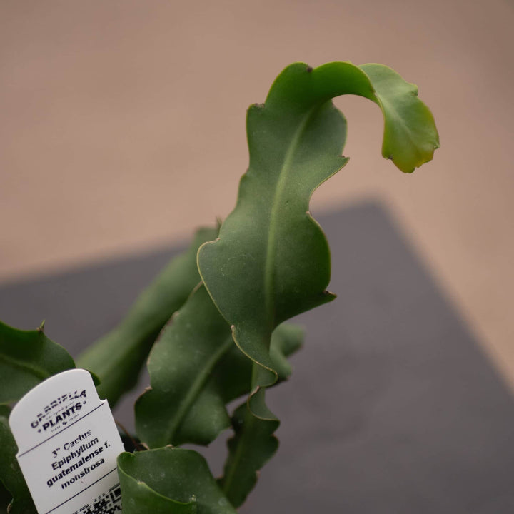 Gabriella Plants Epiphyte 3" Cactus Epiphyllum guatemalense f. monstrosa