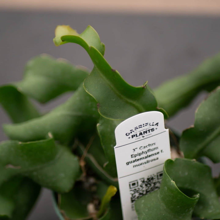 Gabriella Plants Epiphyte 3" Cactus Epiphyllum guatemalense f. monstrosa