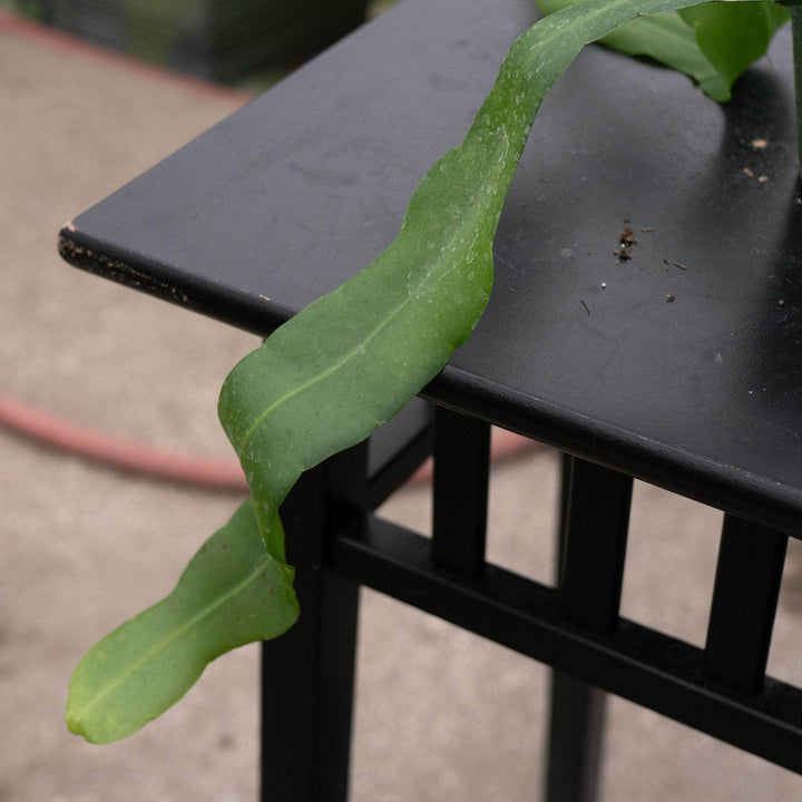Gabriella Plants Indoor & Outdoor Plants Cactus Epiphyllum oxypetalum