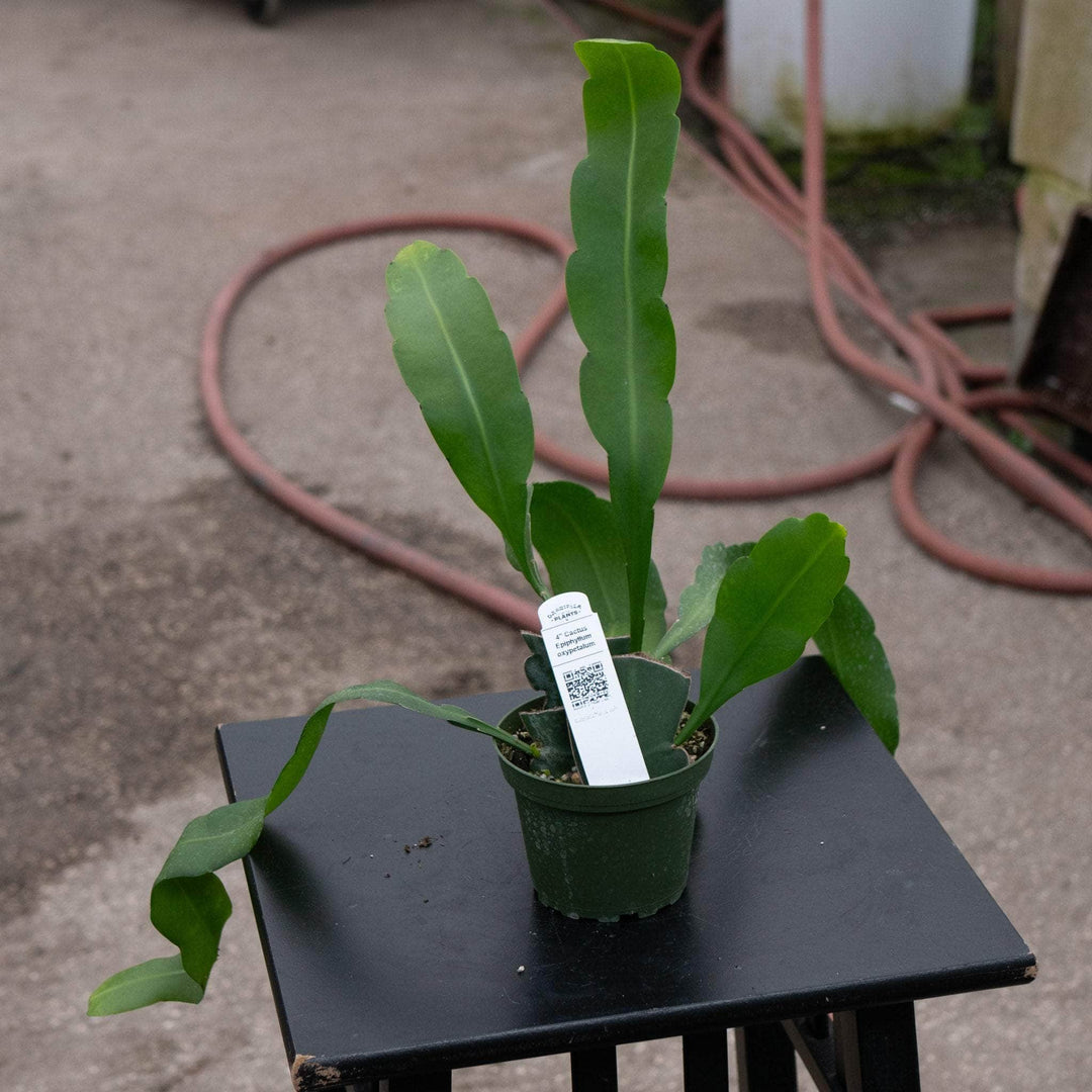 Gabriella Plants Indoor & Outdoor Plants Cactus Epiphyllum oxypetalum