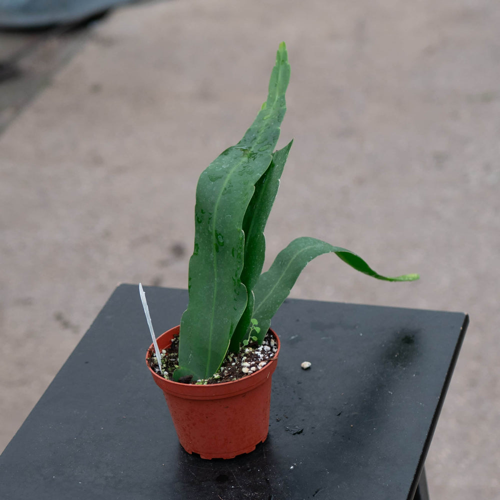 Gabriella Plants Indoor & Outdoor Plants Cactus Epiphyllum oxypetalum