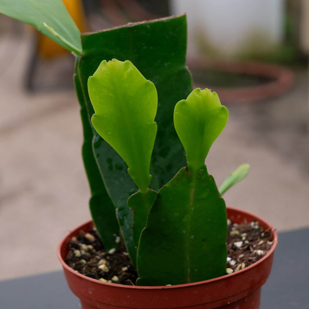 Gabriella Plants Indoor & Outdoor Plants Cactus Epiphyllum oxypetalum