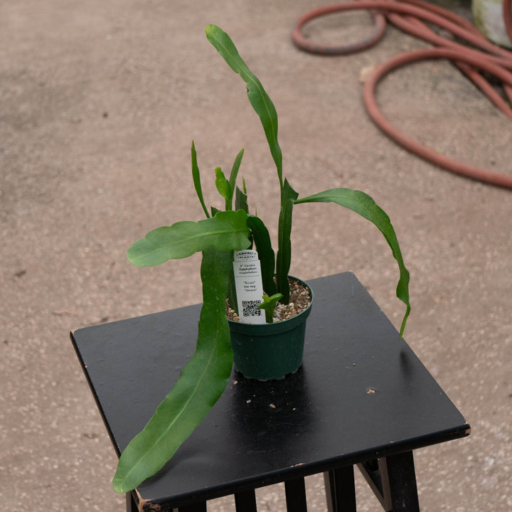Gabriella Plants Indoor &amp; Outdoor Plants Cactus Epiphyllum oxypetalum