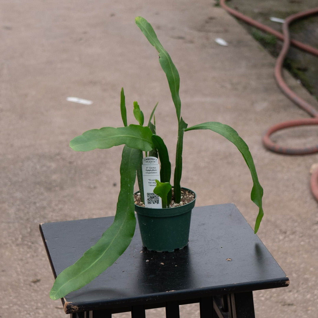 Gabriella Plants Indoor &amp; Outdoor Plants Cactus Epiphyllum oxypetalum