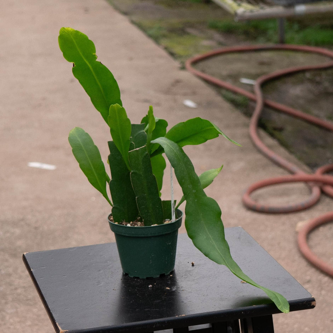 Gabriella Plants Indoor &amp; Outdoor Plants Cactus Epiphyllum oxypetalum