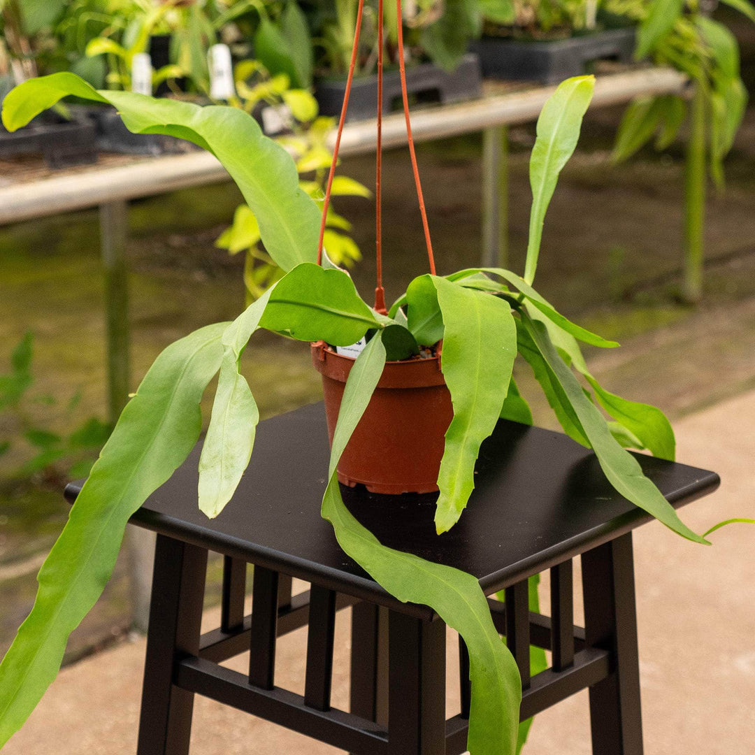 Gabriella Plants Indoor & Outdoor Plants Cactus Epiphyllum oxypetalum