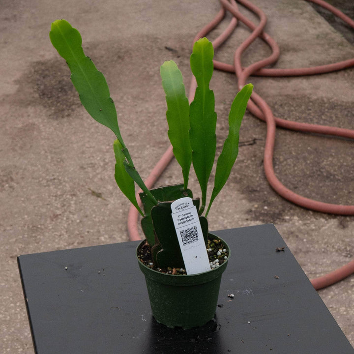 Gabriella Plants Indoor & Outdoor Plants 4" Cactus Epiphyllum oxypetalum