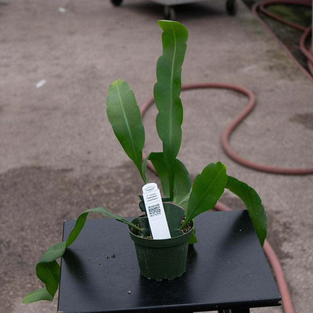 Gabriella Plants Indoor & Outdoor Plants 4" Cactus Epiphyllum oxypetalum