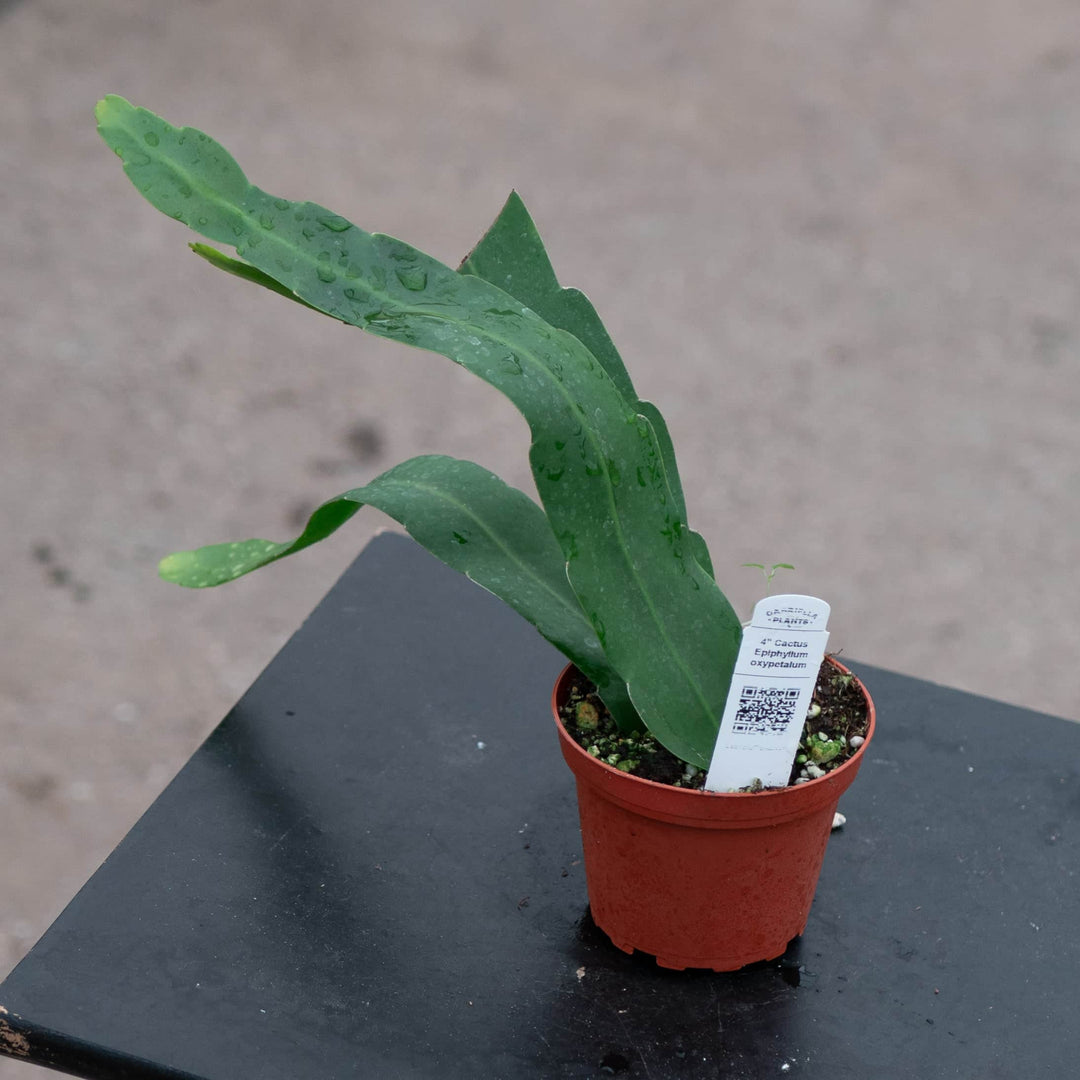 Gabriella Plants Indoor & Outdoor Plants 4" Cactus Epiphyllum oxypetalum
