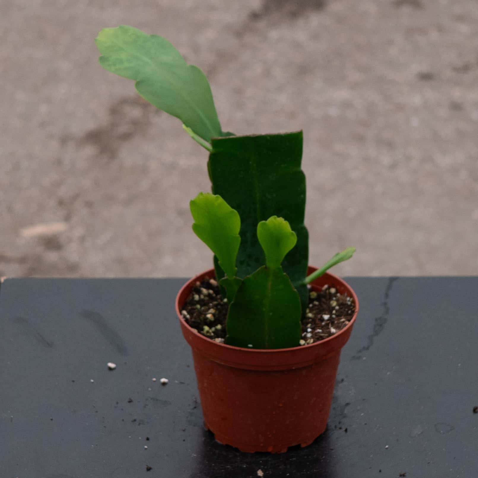 cactus foto Cactus Epiphyllum oxypetalum