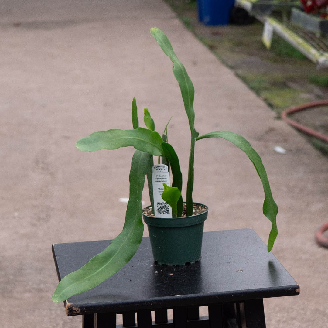 Gabriella Plants Indoor & Outdoor Plants 4" Cactus Epiphyllum oxypetalum