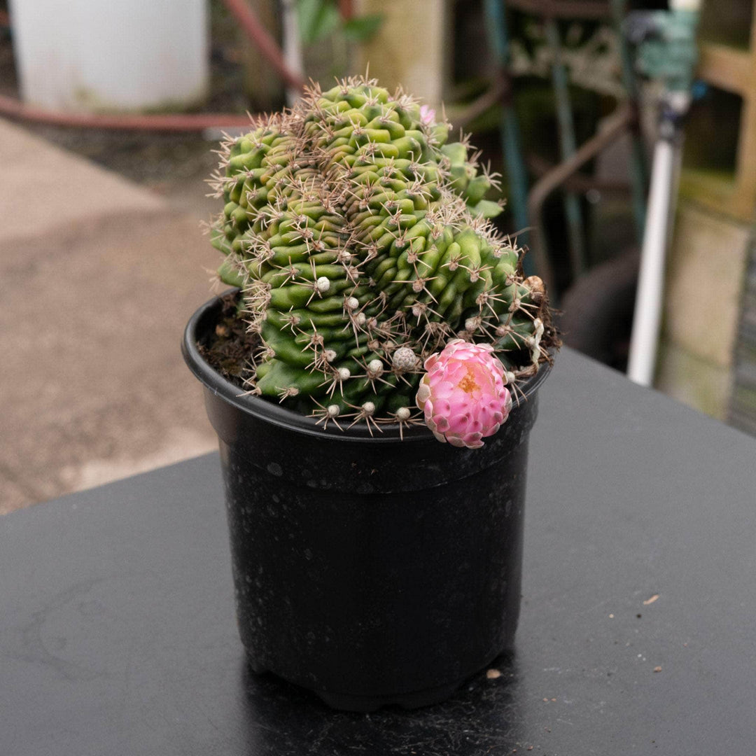 gymno succulent Cactus Gymnocalycium friedrichii Crested
