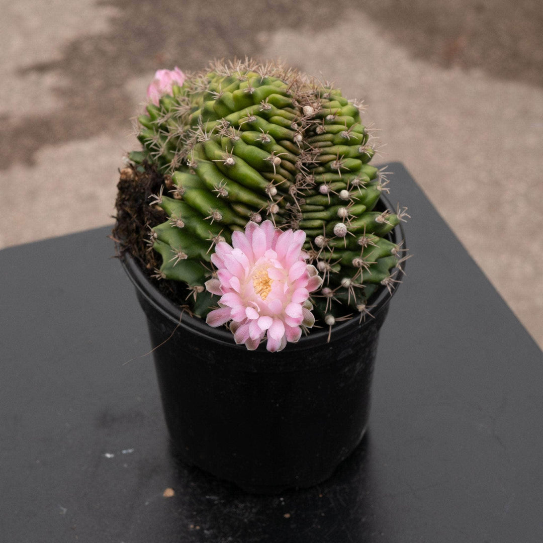 gymno succulent Cactus Gymnocalycium friedrichii Crested