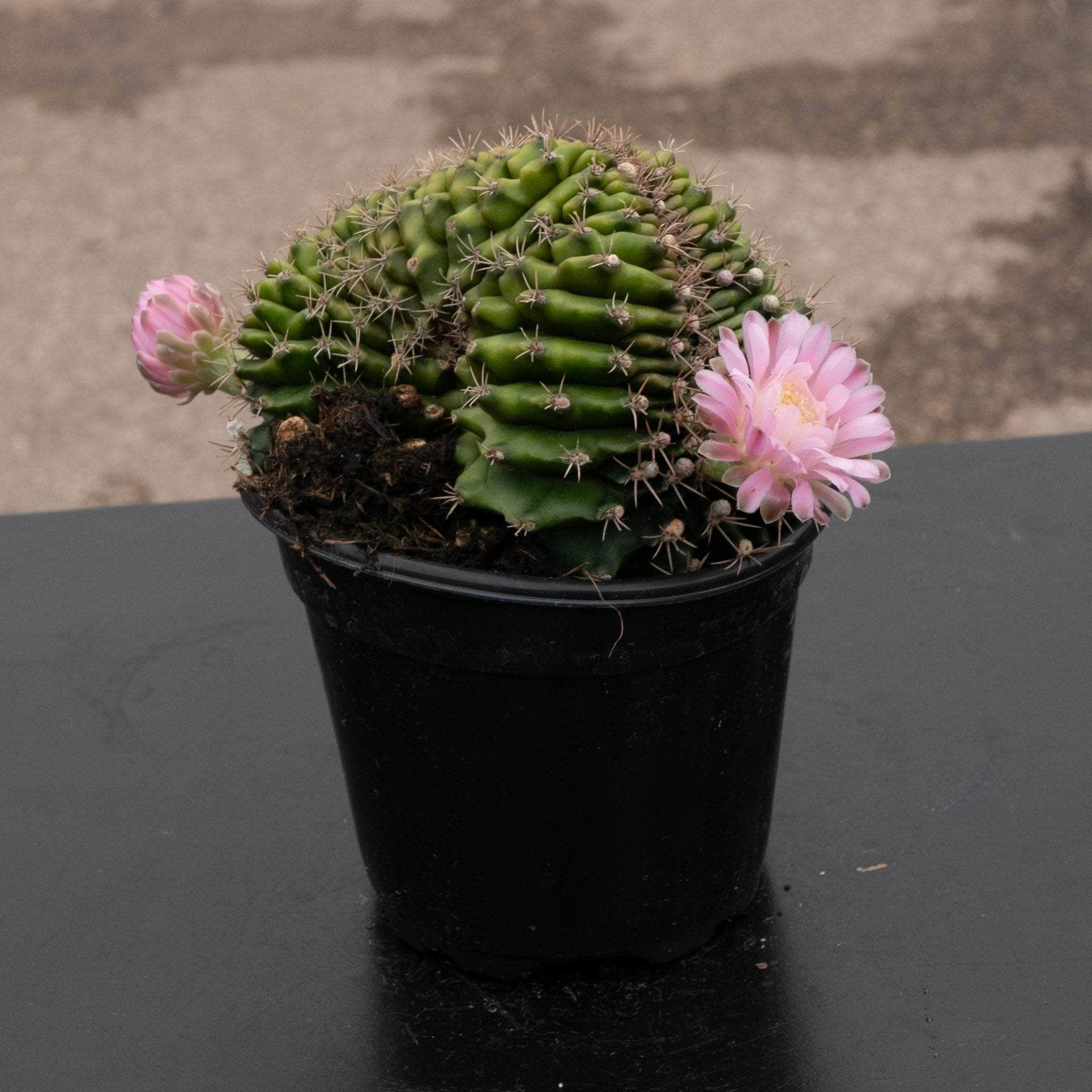 Cactus Gymnocalycium friedrichii Crested