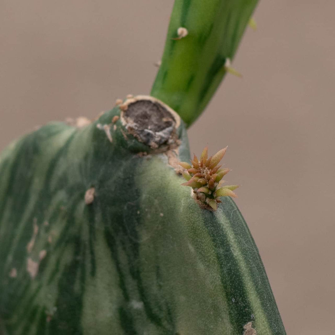 Gabriella Plants Succulent/Cactus 4" Cactus Opuntia cochenillifera f. variegata