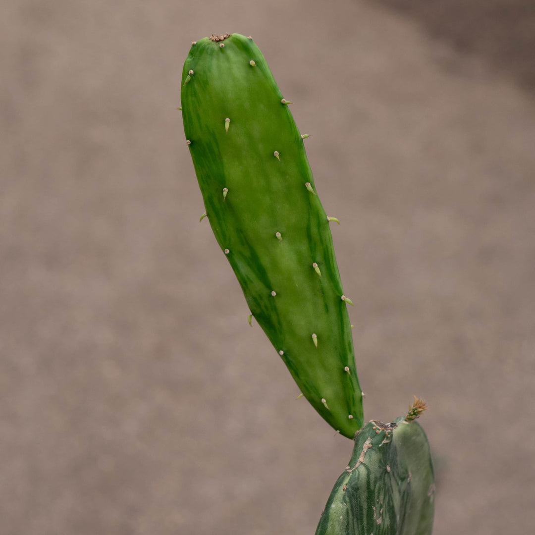 Gabriella Plants Succulent/Cactus 4" Cactus Opuntia cochenillifera f. variegata