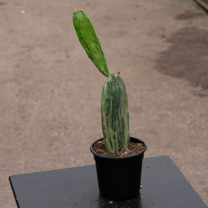 Gabriella Plants Succulent/Cactus 4" Cactus Opuntia cochenillifera f. variegata