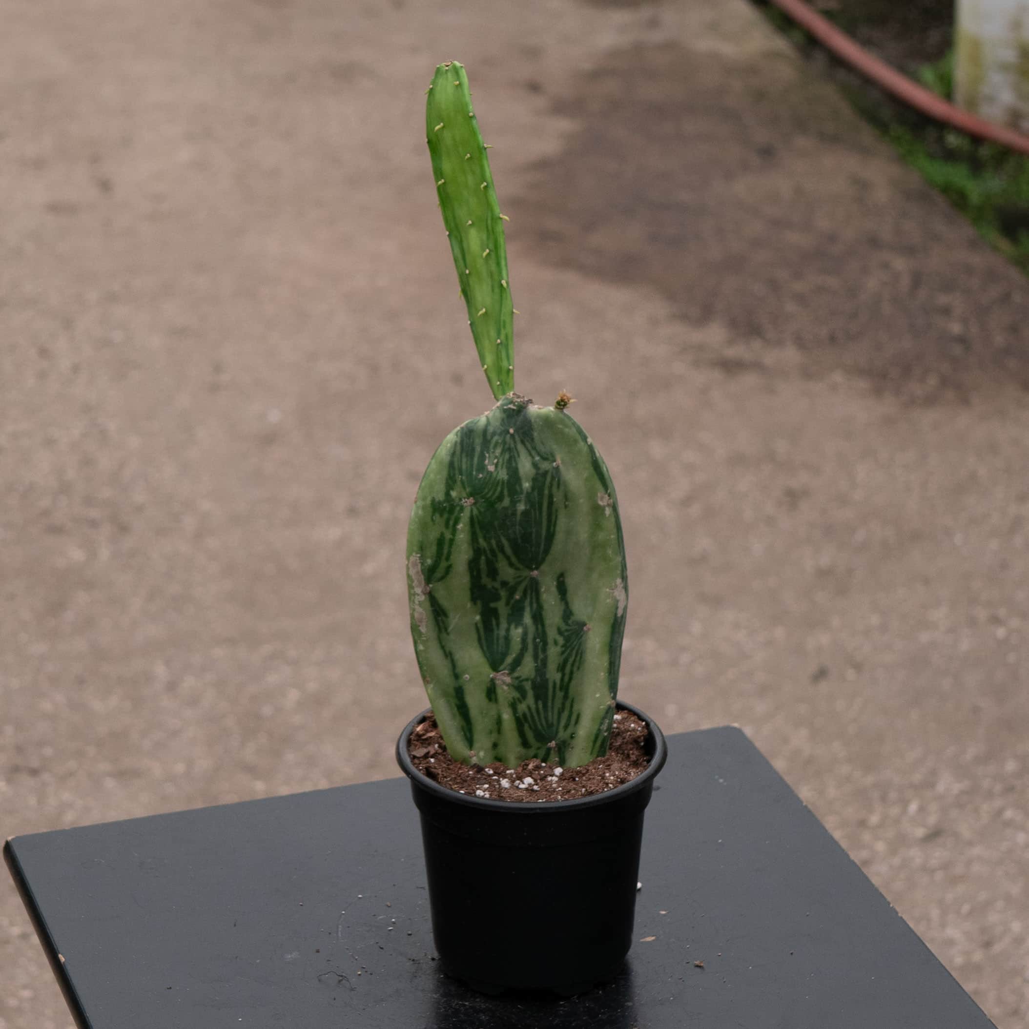 Cactus Opuntia Nopalea cochenillifera variegated
