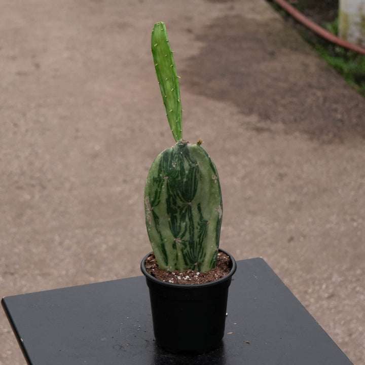 Gabriella Plants Succulent/Cactus 4" Cactus Opuntia cochenillifera f. variegata