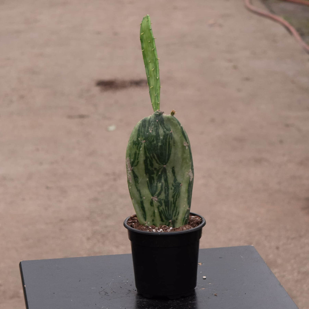 Gabriella Plants Succulent/Cactus 4" Cactus Opuntia cochenillifera f. variegata