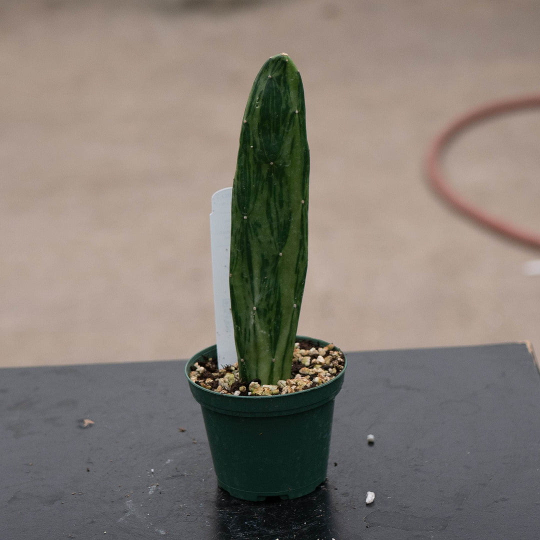 Gabriella Plants Succulent/Cactus Cactus Opuntia Nopalea cochenillifera variegated
