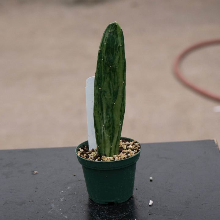 Gabriella Plants Succulent/Cactus Cactus Opuntia Nopalea cochenillifera variegated