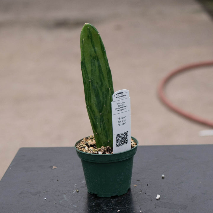 Gabriella Plants Succulent/Cactus Cactus Opuntia Nopalea cochenillifera variegated