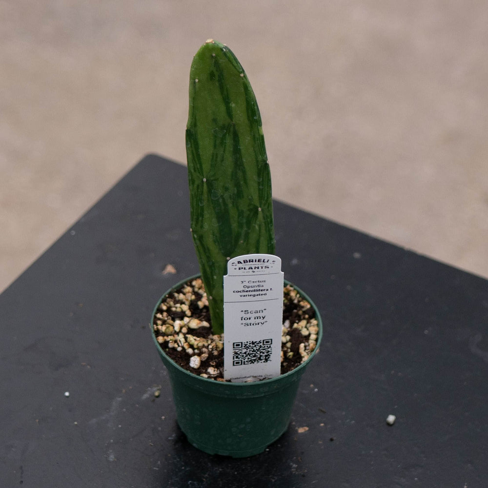 Gabriella Plants Succulent/Cactus 3" Cactus Opuntia Nopalea cochenillifera variegated