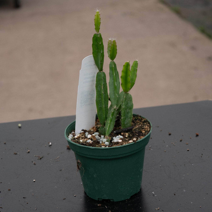 Gabriella Plants Epiphyte 3" Cactus Rhipsalis cereoides aff.