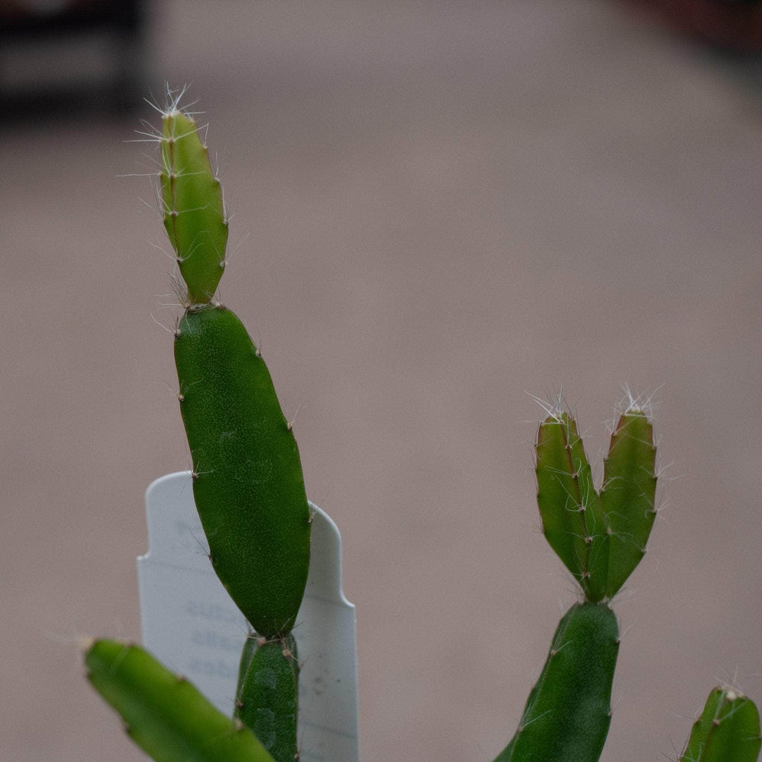 Gabriella Plants Epiphyte 3" Cactus Rhipsalis cereoides aff.