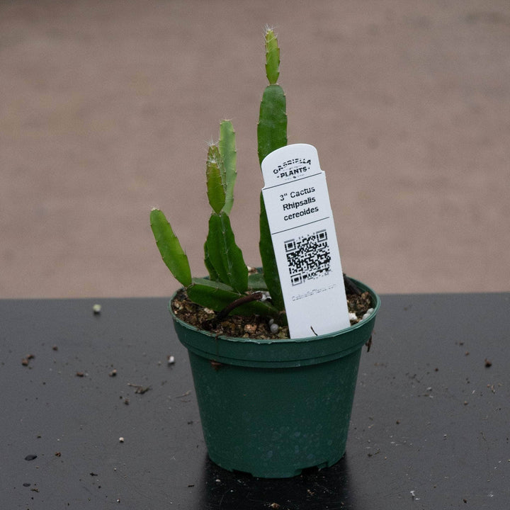 Gabriella Plants Epiphyte 3" Cactus Rhipsalis cereoides aff.