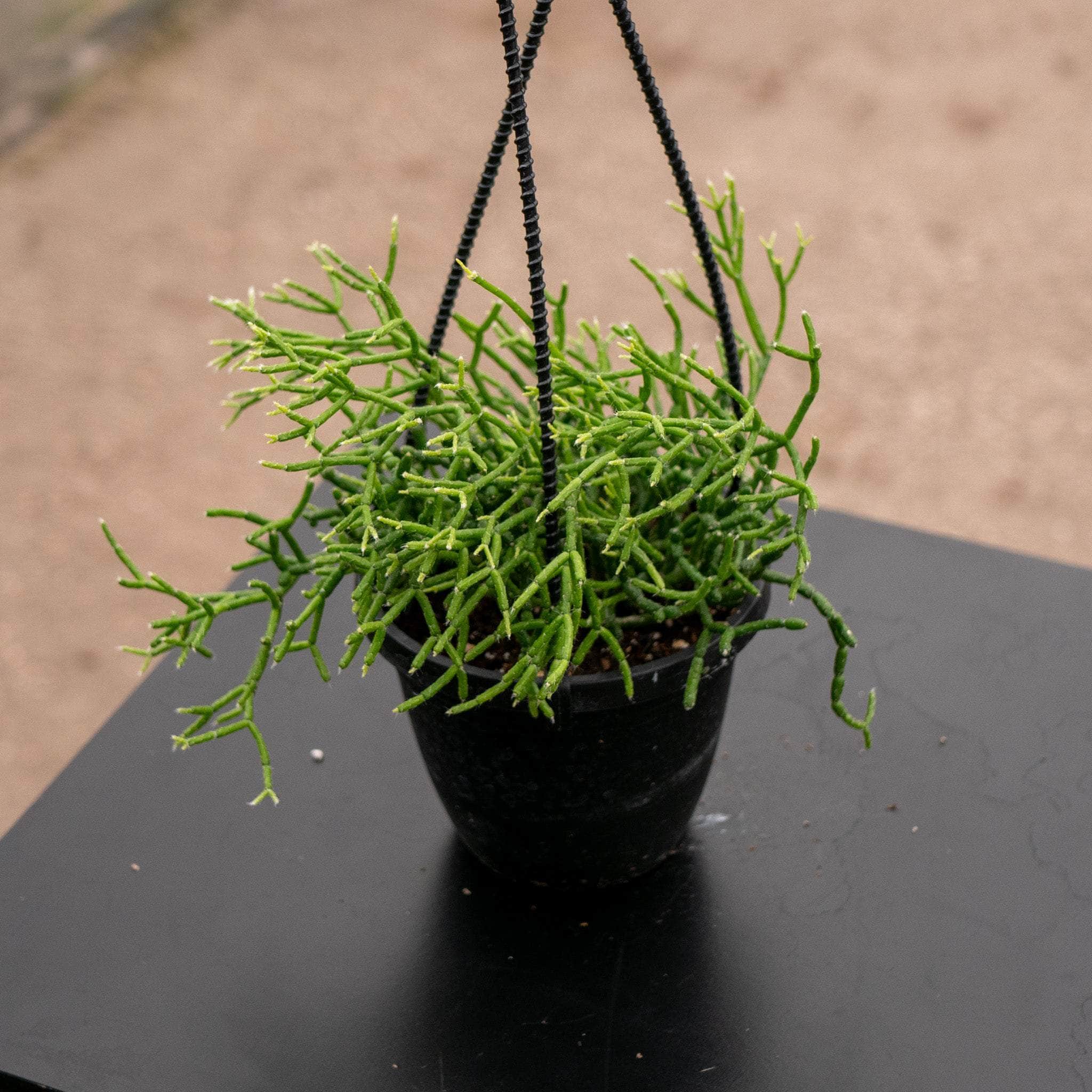 cactus rhipsalis Cactus Rhipsalis 