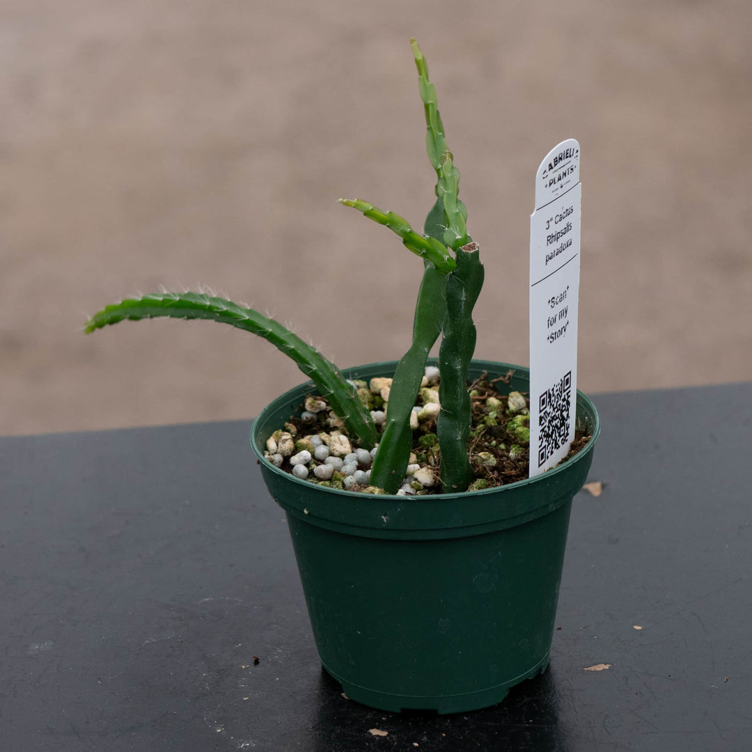 Gabriella Plants 3" Cactus Rhipsalis paradoxa