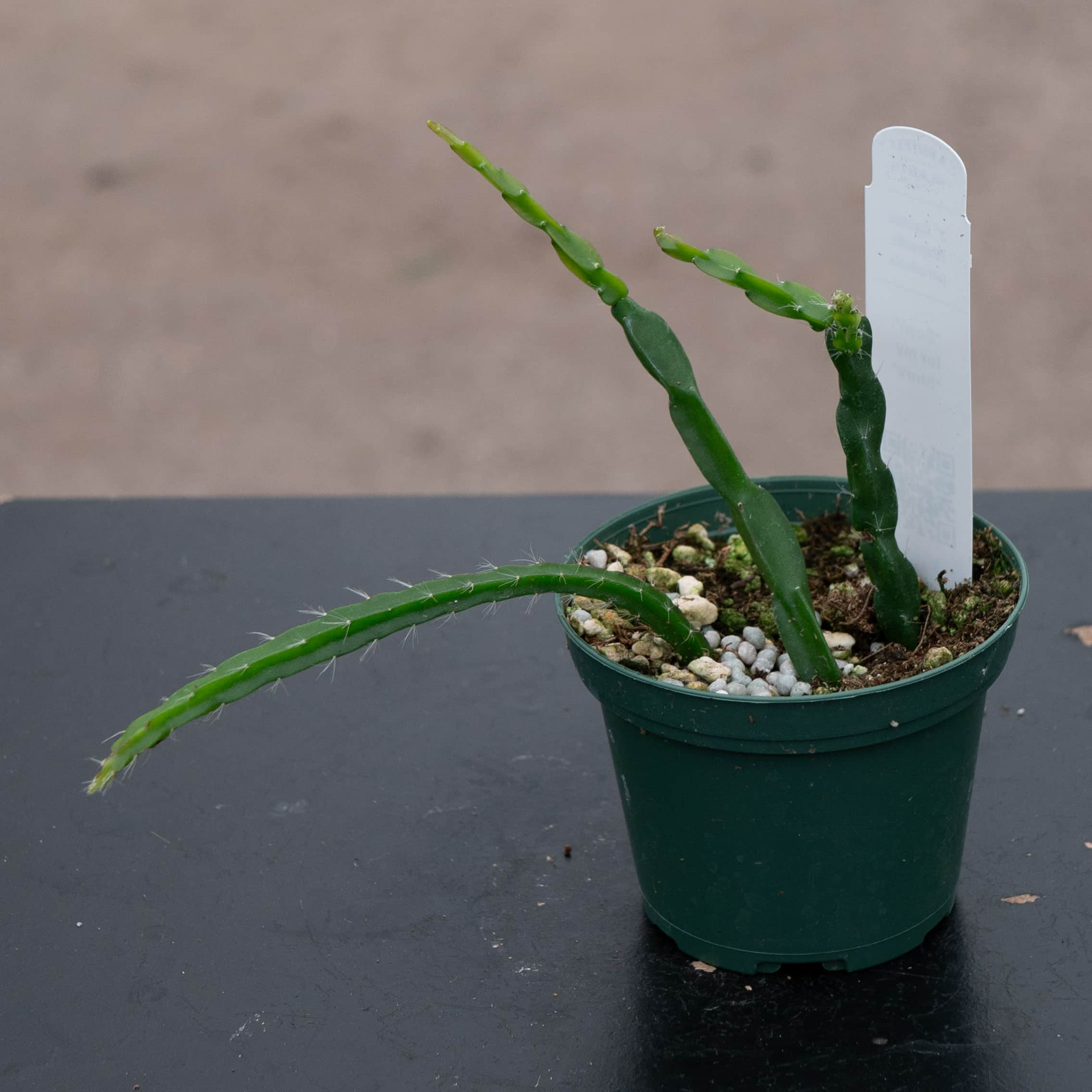 Cactus Rhipsalis paradoxa – Gabriella Plants