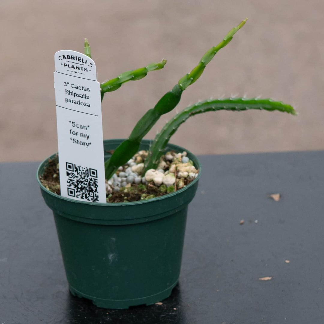 Gabriella Plants 3" Cactus Rhipsalis paradoxa