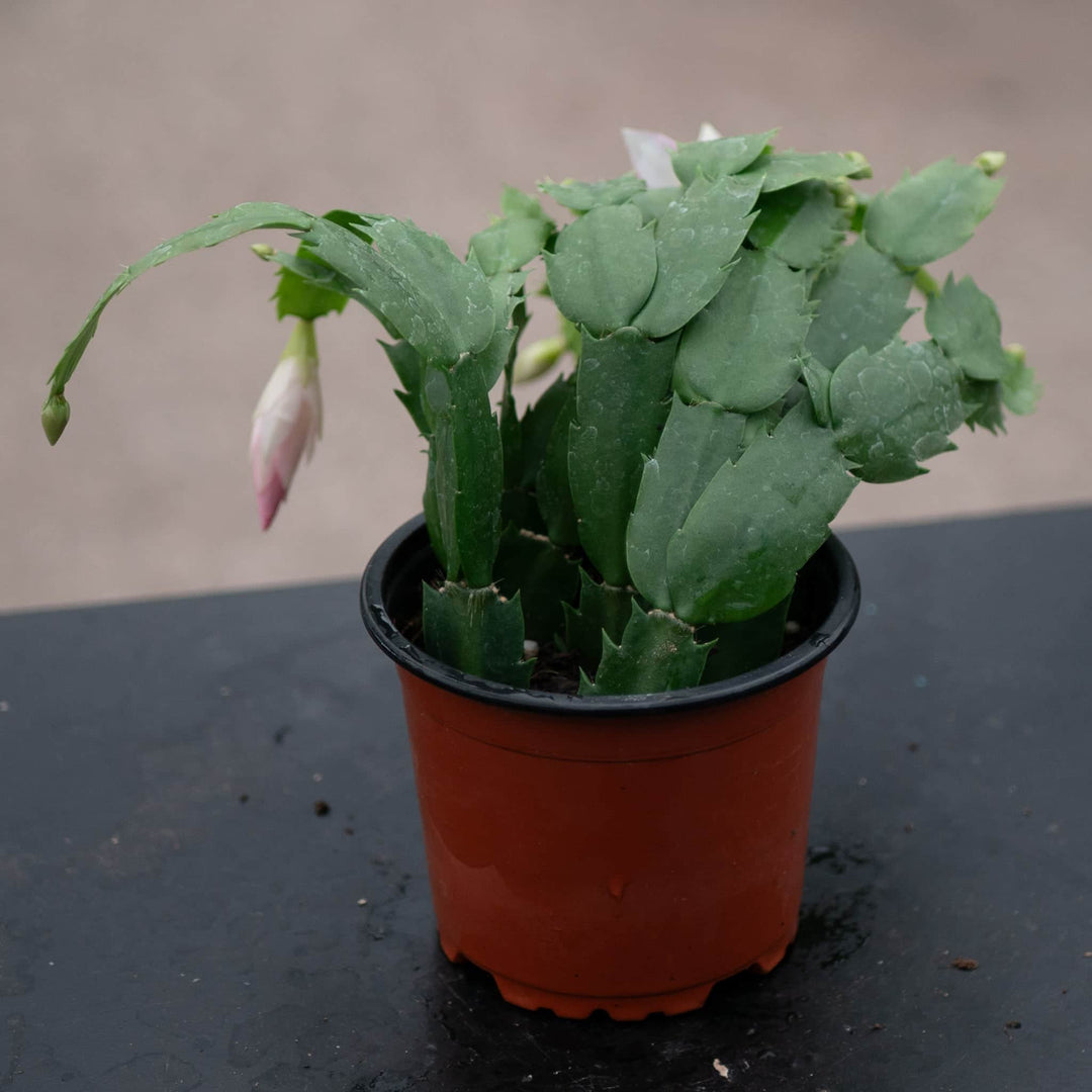 schlumbergera succulents Cactus Schlumbergera hybrid "Thanksgiving/Christmas Cactus" Grower's C
