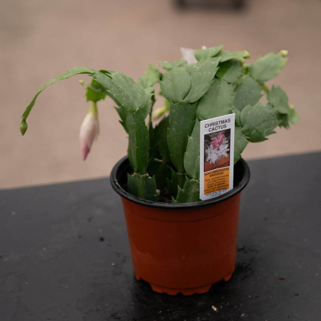plant cuttings schlumbergera christmas cactus succulent indoor houseplant Cactus Schlumbergera hybrid "Thanksgiving/Christmas Cactus" Grower's C