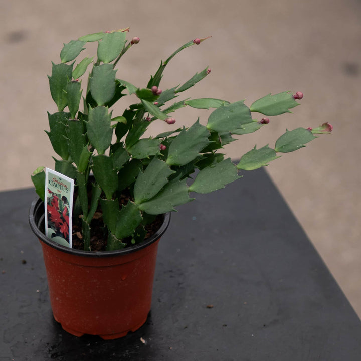 Gabriella Plants 4" Cactus Schlumbergera "Christmas Cactus" Grower's Choice