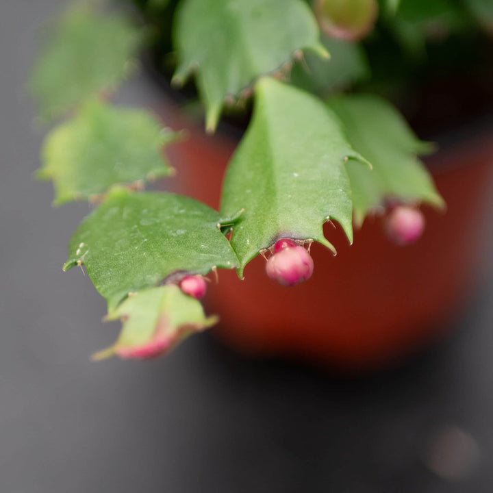 Gabriella Plants 4" Cactus Schlumbergera "Christmas Cactus" Grower's Choice