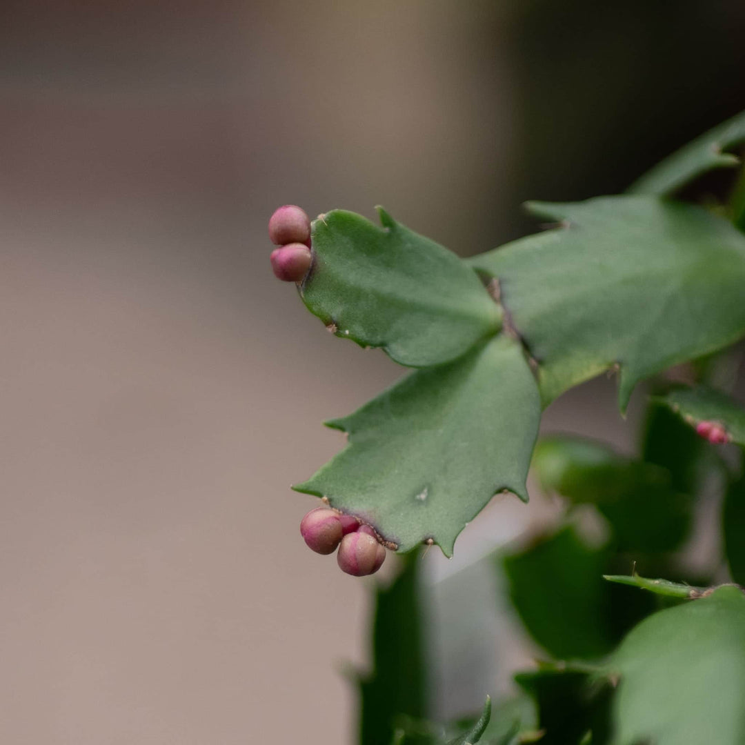 Gabriella Plants 4" Cactus Schlumbergera "Christmas Cactus" Grower's Choice