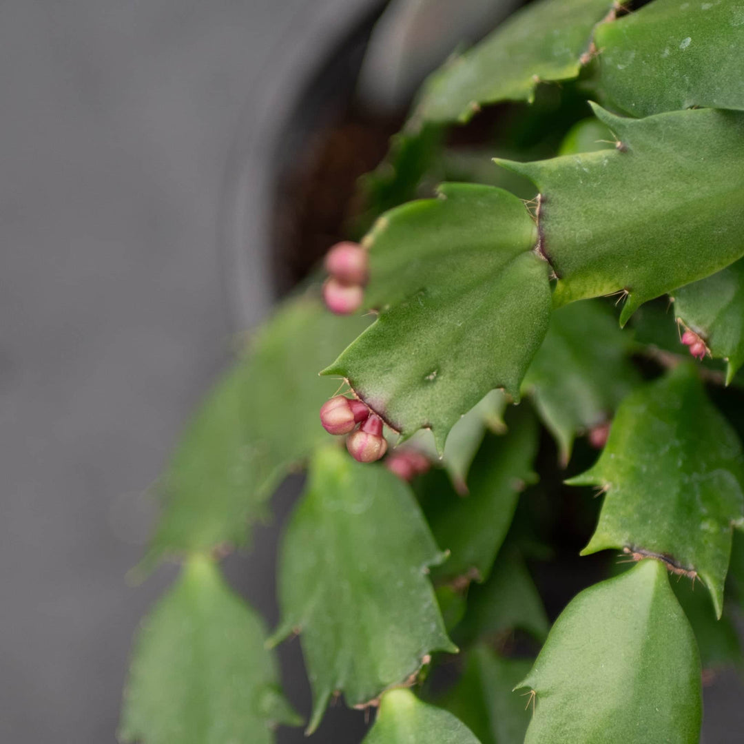 Gabriella Plants 4" Cactus Schlumbergera "Christmas Cactus" Grower's Choice