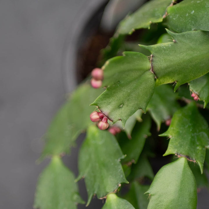 Gabriella Plants 4" Cactus Schlumbergera "Christmas Cactus" Grower's Choice