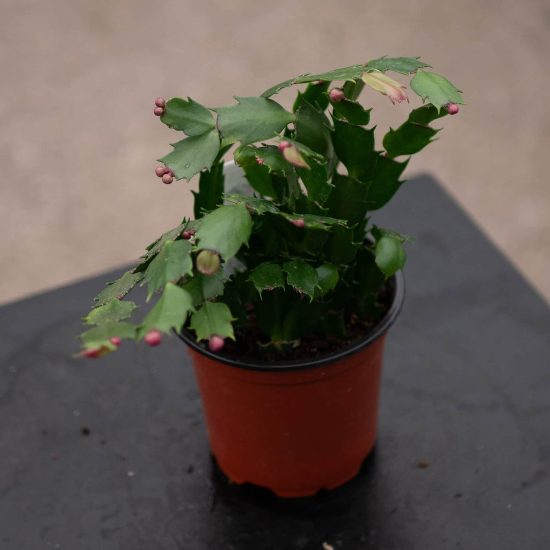 Gabriella Plants 4" Cactus Schlumbergera "Christmas Cactus" Grower's Choice