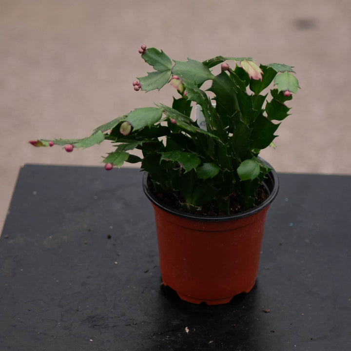 Gabriella Plants 4" Cactus Schlumbergera "Christmas Cactus" Grower's Choice
