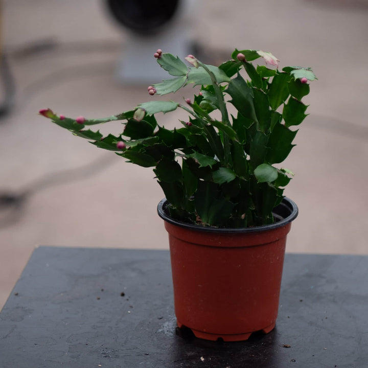 Gabriella Plants 4" Cactus Schlumbergera "Christmas Cactus" Grower's Choice