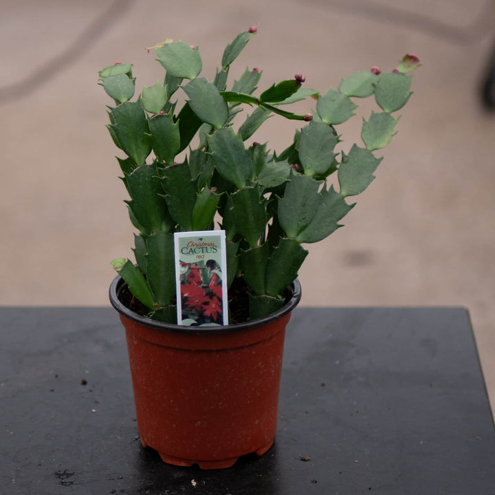 Gabriella Plants 4" Cactus Schlumbergera "Christmas Cactus" Grower's Choice