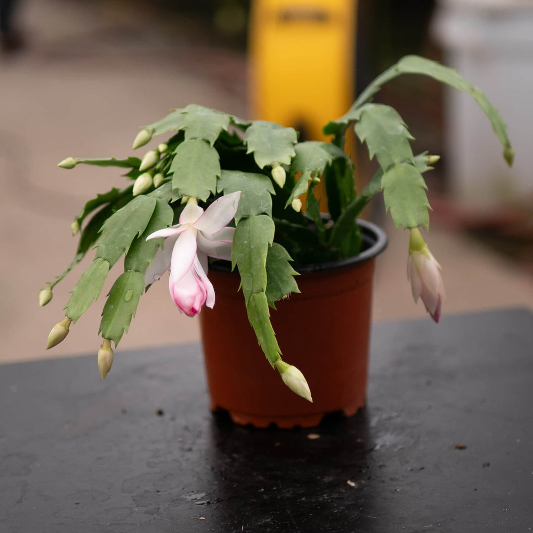 schlumbergera christmas cactus succulent indoor houseplant Cactus Schlumbergera hybrid "Thanksgiving/Christmas Cactus" Grower's C