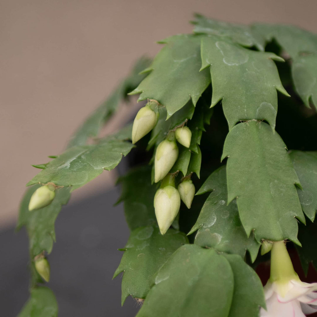 Gabriella Plants 4" Cactus Schlumbergera "Christmas Cactus" Grower's Choice