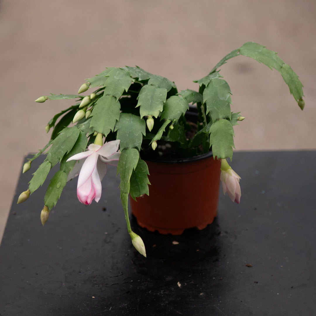 Gabriella Plants 4" Cactus Schlumbergera "Christmas Cactus" Grower's Choice