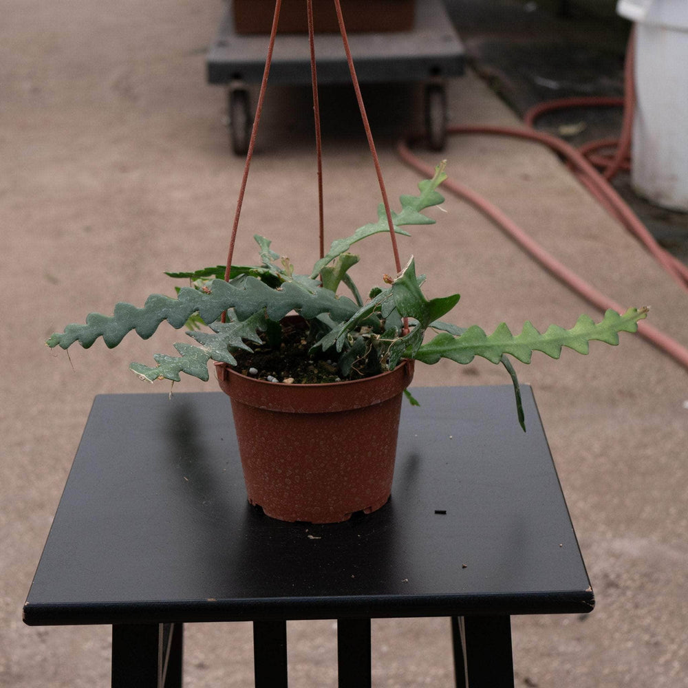 Gabriella Plants Other Cactus Selenicereus anthonyanus "Ric-Rac"